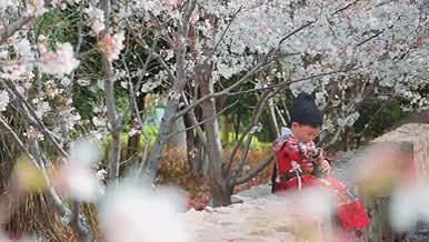 樱花树下红色飞鱼服古风儿童喝水实拍视频视频的预览图